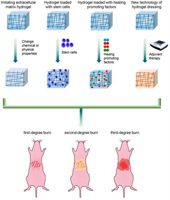 Functional Hydrogel Dressings for Treatment of Burn Wounds